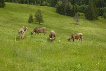 au�er uns gabs noch andere Rindviecher